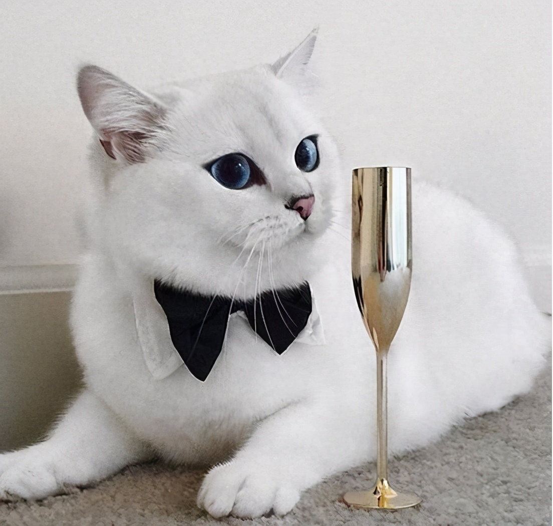 英短银渐层猫咪泪痕,英短泪痕变色毛发怎么处理