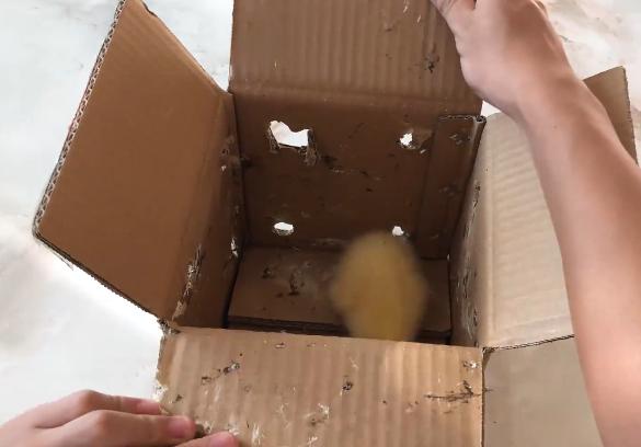 小黄鸭大量饲养,网上买的小黄鸭能养活