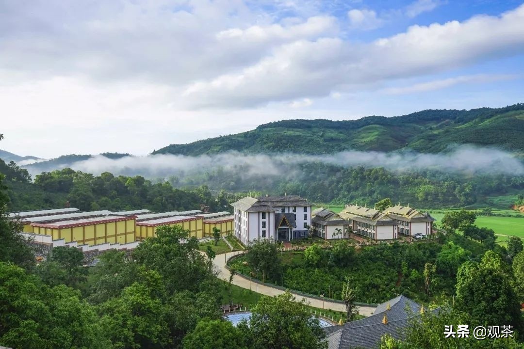 茶界创新还要看雨林