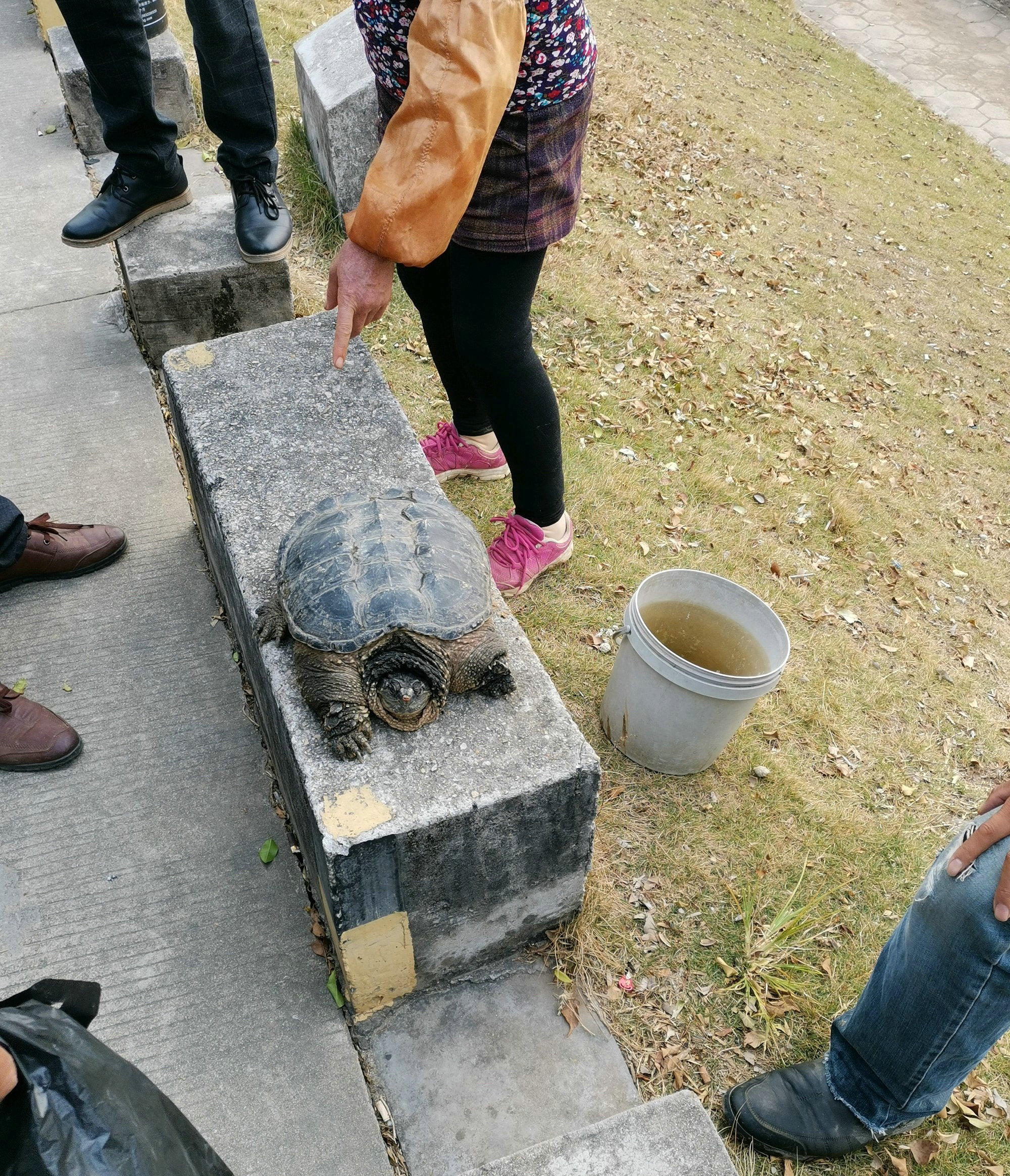 福建河里乌龟,在河里边发现超级大乌龟