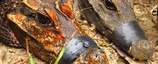 敢吃鳄鱼的人,敢吃鳄鱼的动物