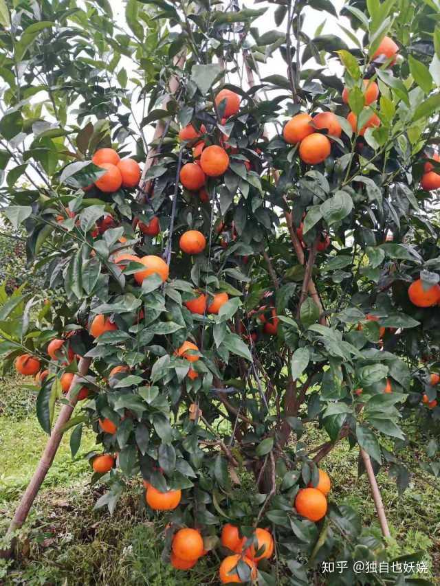 水果网上购买哪个平台靠谱,在网上购买水果的技巧