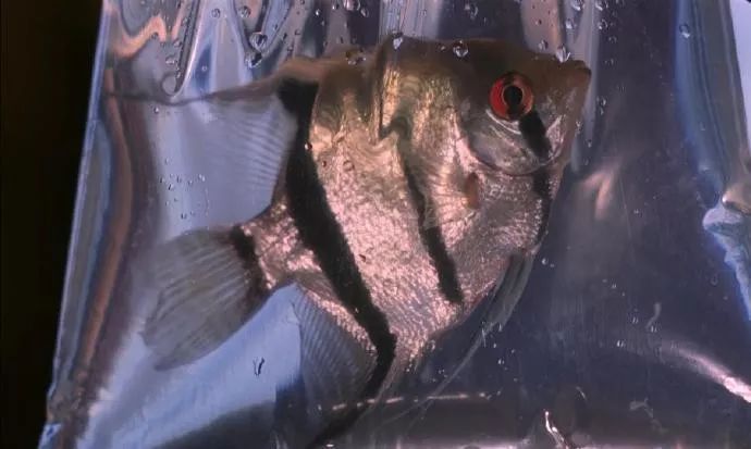 究竟什么才是想要的生活,究竟什么才是人生