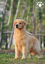 金毛品种的狗的图片,金毛寻回猎犬排行