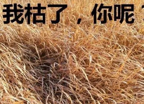 广东高考分数530能上本科线吗,广东高考最新分数线公布