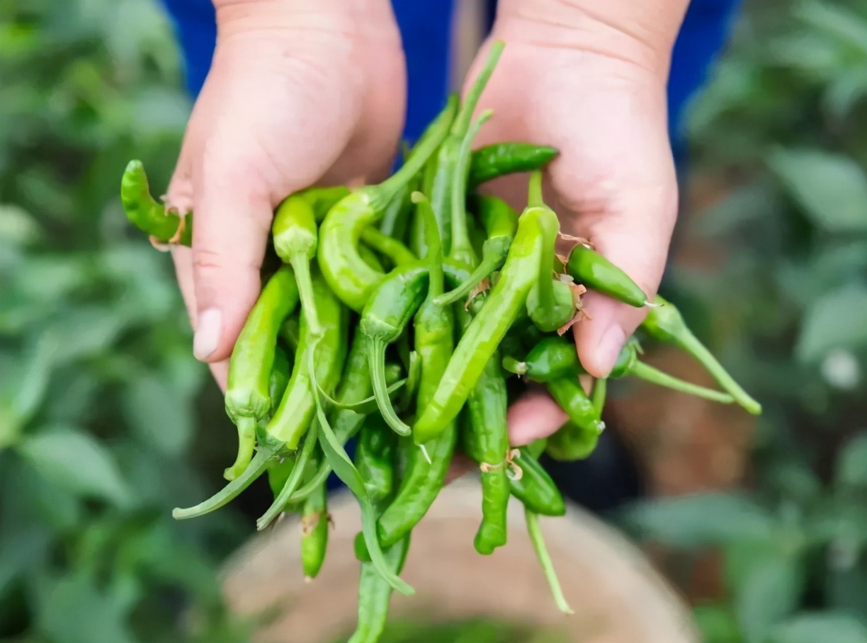 1个辣椒7元，堪称辣椒中的“茅台”，为何樟树港辣椒敢卖天价？