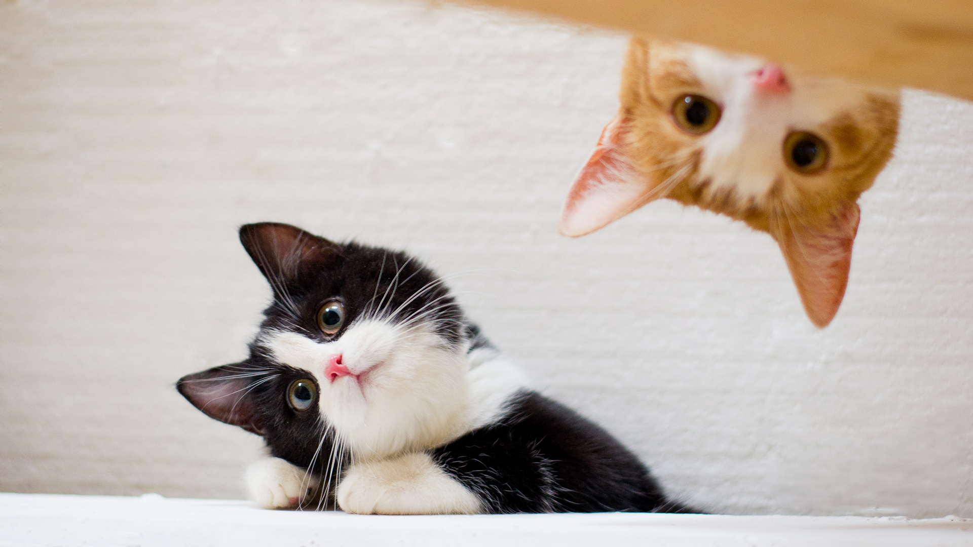 猫咪呕吐怎么办可以喂猫粮吗,猫咪呕吐怎么办用家庭食物解决