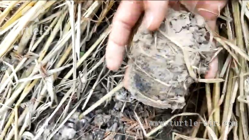 乌龟冬眠后怎么开食,浅水冬眠乌龟什么时候喂食