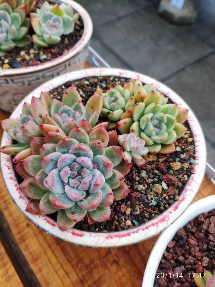 多肉不适合新手养,多肉入坑到什么程度好