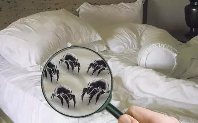 科学除螨,除螨用什么最好