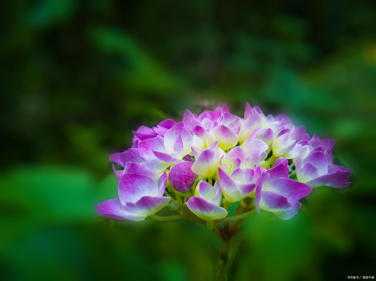 绣球花叶子发黄是怎么回事,绣球花施肥后生长停滞叶片发黄