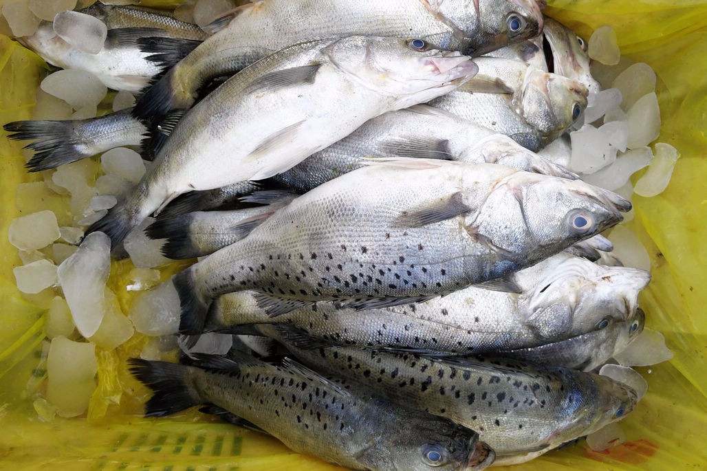 十大最好吃又实惠的海鱼,好吃不贵一斤左右的海鱼有哪些