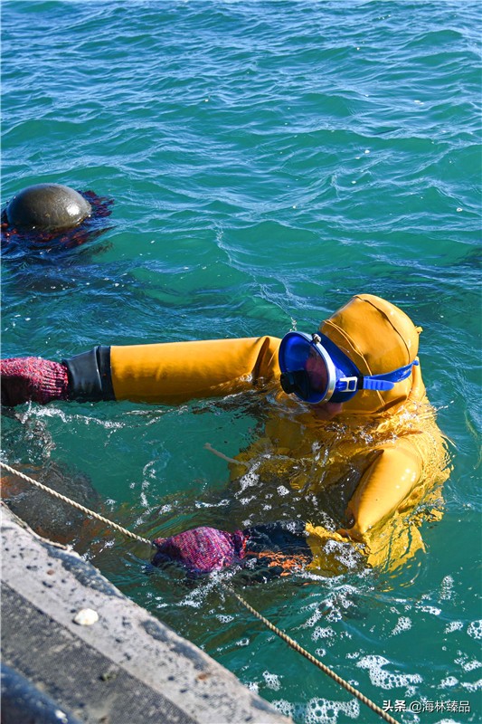 野生海参探店,野生海参采捕视频大全