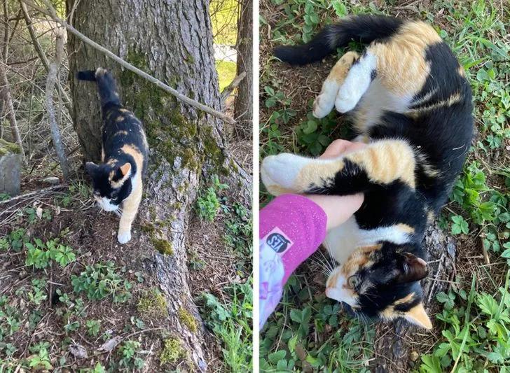 与陌生的猫接触,两只不认识的猫咪相遇会发生什么