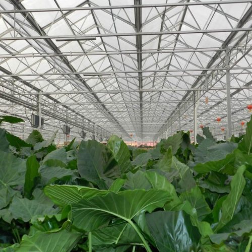 阳光板薄膜温室大棚一亩多少钱,新型阳光板温室大棚多少钱一平方