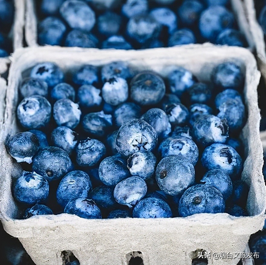 烟台蓝莓采摘园,烟台摘蓝莓的地方