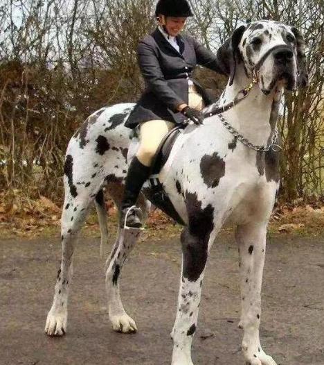 汪汪汪狗狗的视频,汪汪队里面的7种狗狗品种