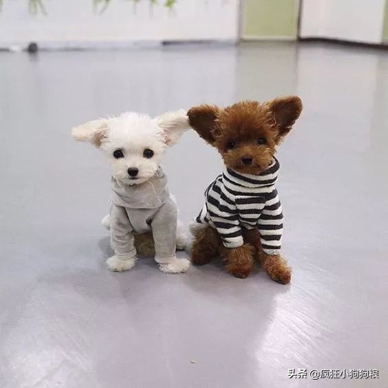 小泰迪能做立耳吗,立耳小泰迪视频