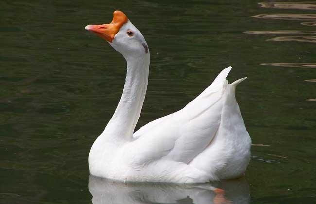 养殖鹅技术大全视频,养殖鹅技术全程指导