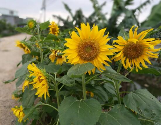 向日葵的特点有什么,向日葵为什么长得像太阳