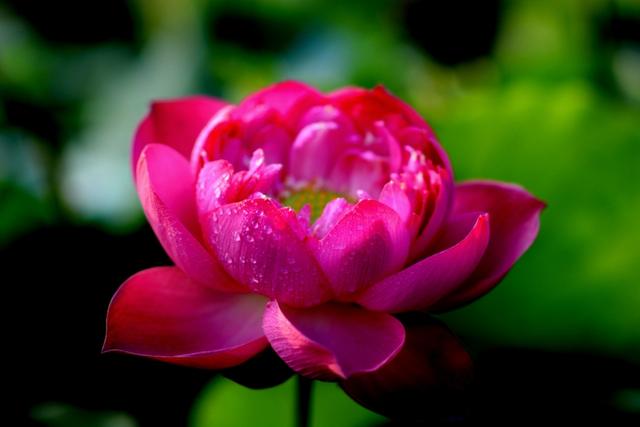 最美的荷花诗句,一起赏荷花的诗词歌赋