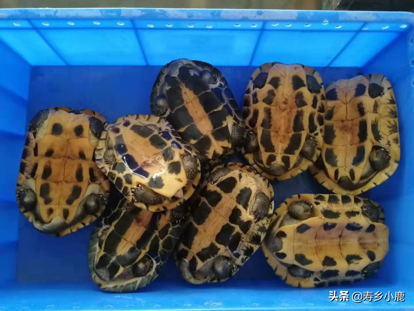 养龟水霉病最佳消灭方法,水龟水霉病最佳消灭方法