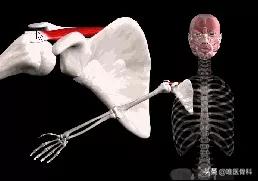 习惯性脱臼患者,习惯性脱臼一动就掉