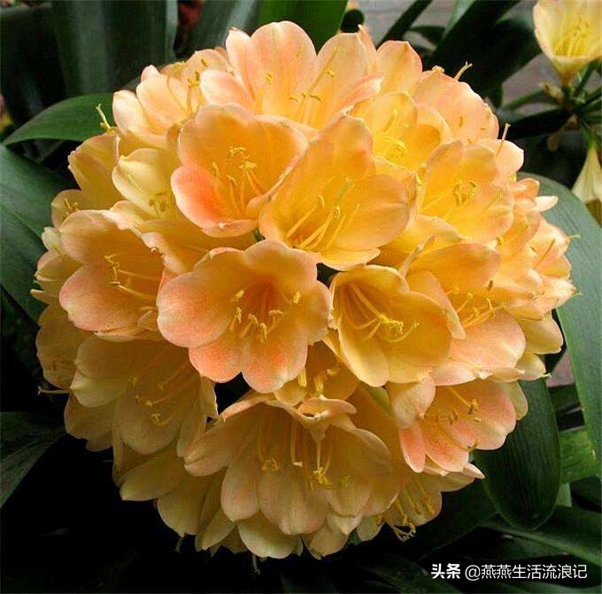 君子兰咋养的养花小技巧,养花君子兰的养护方法