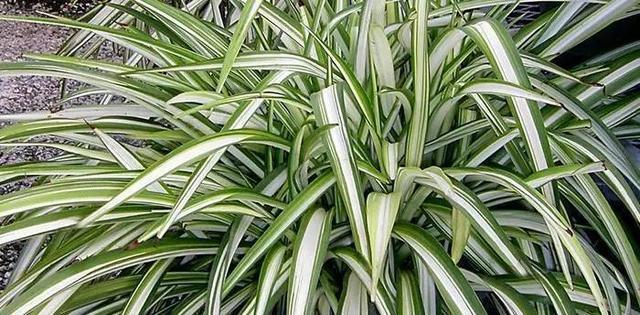 吊兰养开花了,吊兰如何养得又绿又壮