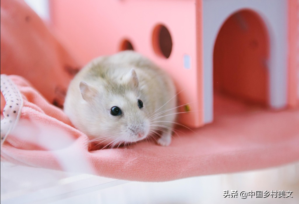 「鼠年说鼠」来看千奇百怪的鼠类，全认识算我输