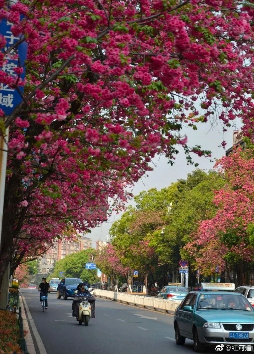 被大理丽江掩盖风头又怎样？它才是云南No.1！5月它太美了