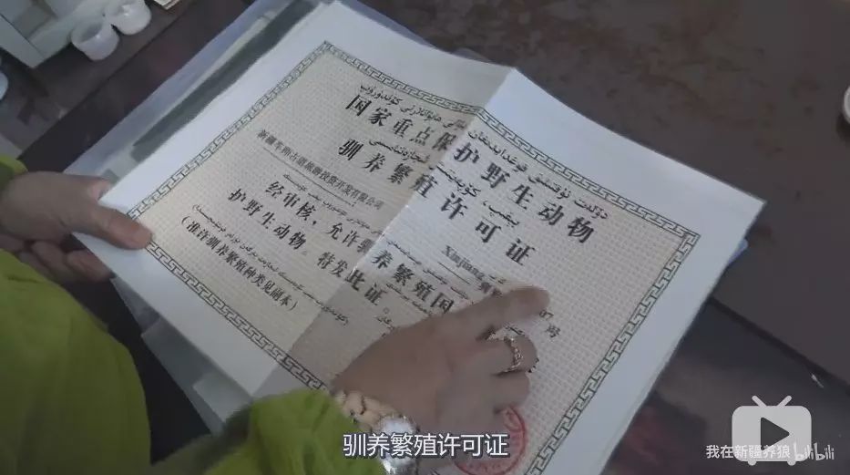 养狼disco：我在*疆新**，把狼养成了哈士奇