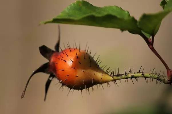云南特产山货血三七,云南独有的44种野菜