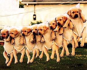 白色衣服衣领上的脏东西能洗掉吗,洗完衣服洗衣机里有脏东西怎么办