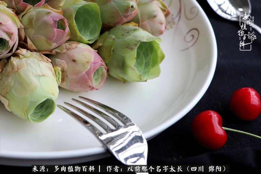 山地玫瑰夏天,夏季的山地玫瑰