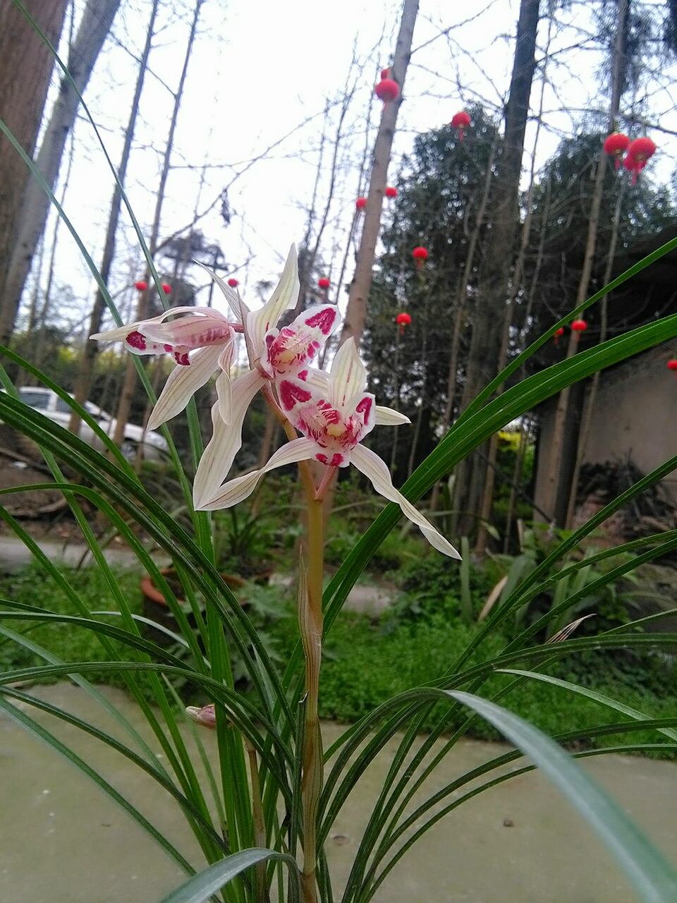 八年前，他借钱投资精品兰花，谁知后来兰市风向转变，他血本无归