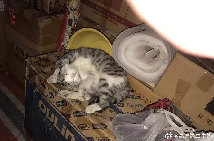 猫咪患上怪病久治不愈生命垂危，医生：打一顿就好了！