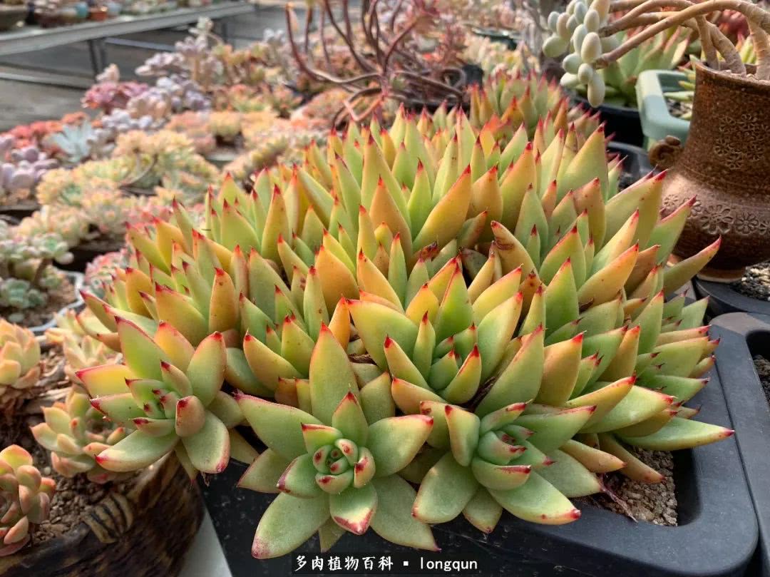 肉叔带你走遍韩国多肉大棚,记一次精彩的采摘之旅