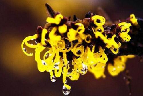 十七岁少女去黑头,怎么无成本去黑头学生