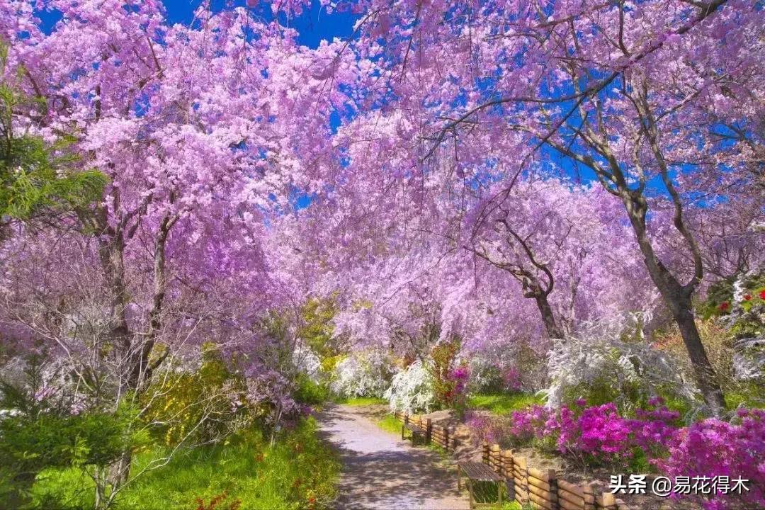 海棠春睡，樱花如雪，两种花卉如何辨识区别？