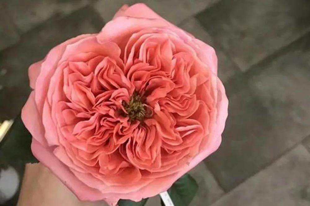 一篇文章带你认识三亚40种花,鲜花图鉴一次性认识30种玫瑰花