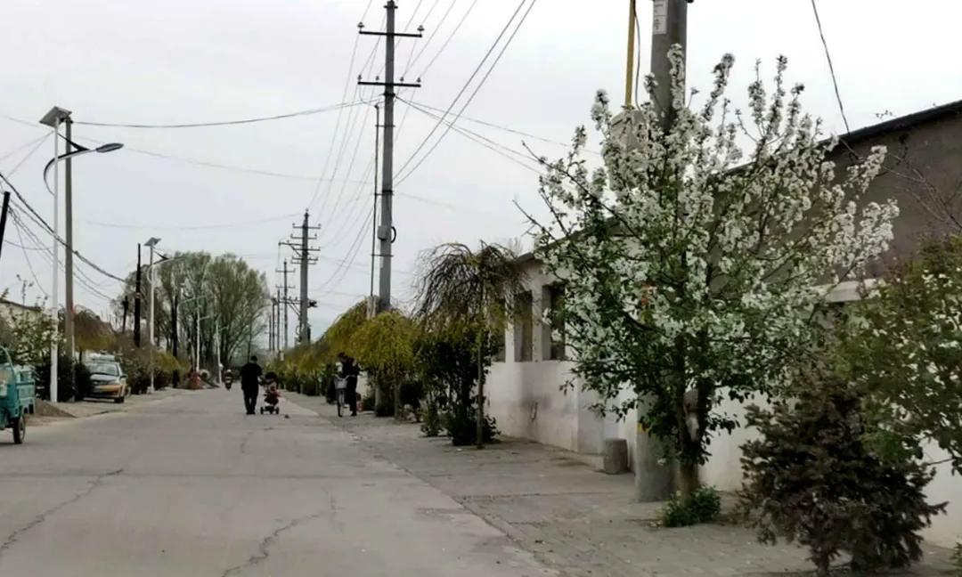 基层党建先锋村,林东镇先锋村书记