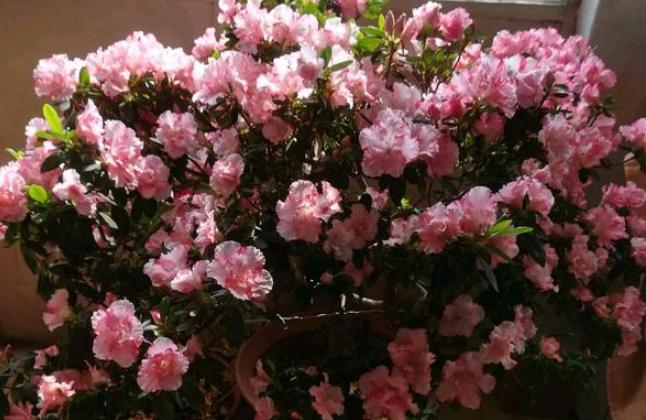 冬季养杜鹃叶子一碰就掉咋办?排查4方面,找出病症方能救回来