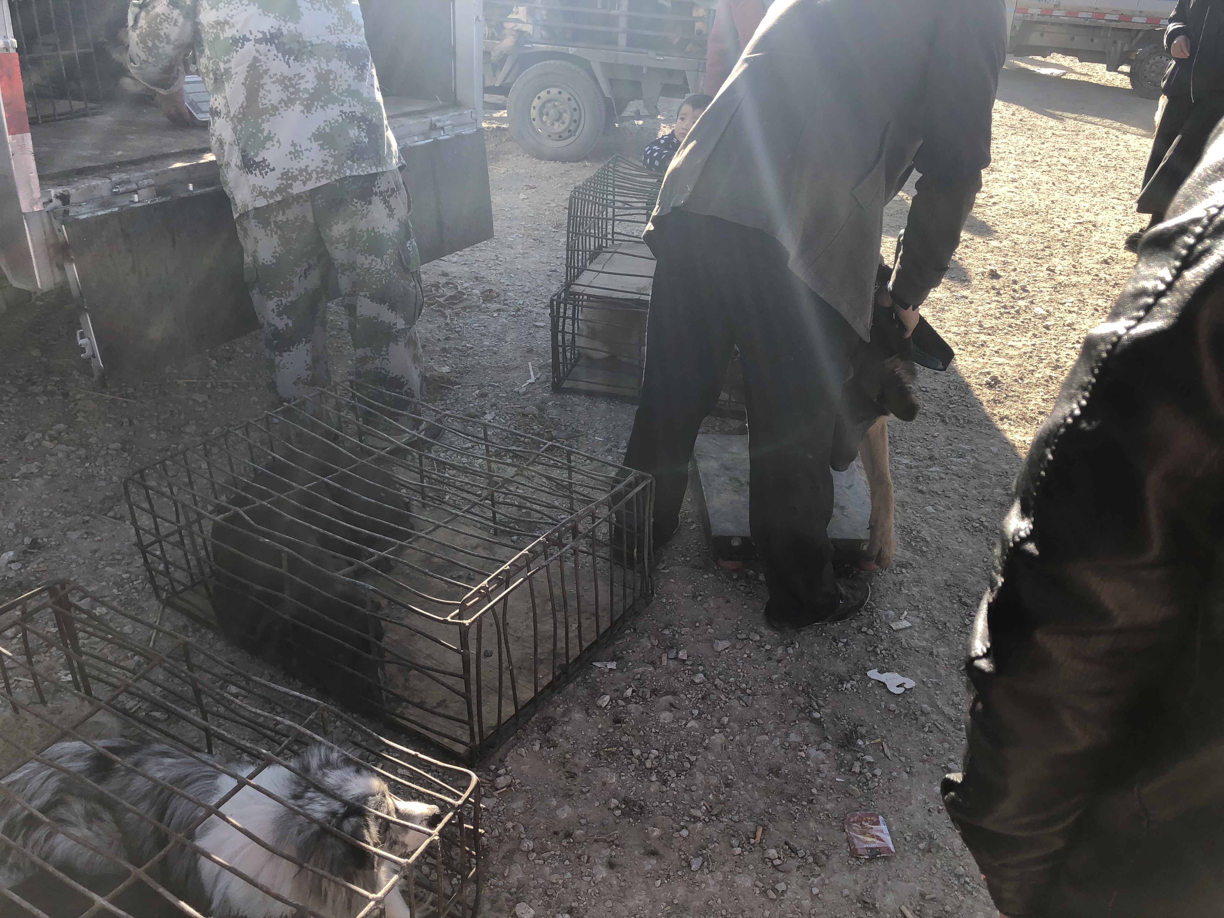 狗市的狗贩子收狗都卖哪了,狗市场出售肉狗价格是多少