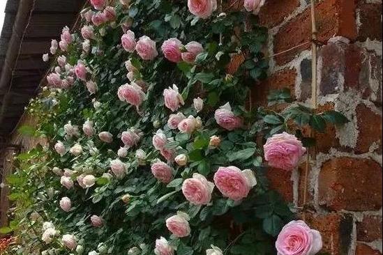 藤本月季不搭架可以爬墙吗,藤本月季放楼顶往下爬墙可以吗