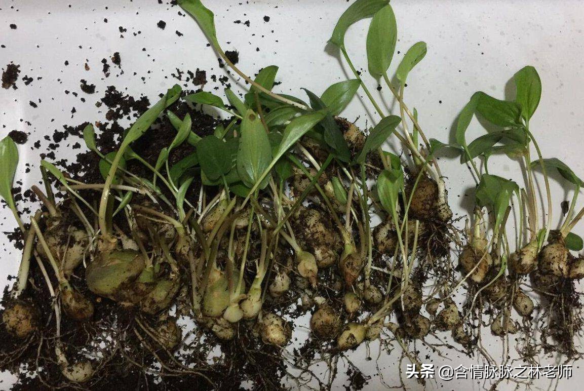 室内三种最旺家庭养植物,家居绿植哪些不适宜养