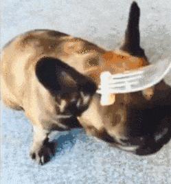 鱼为什么那么腥气,鱼怎么腌制去腥味最快最有效