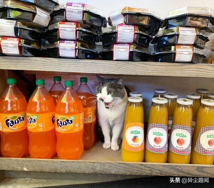 30只模样太霸气「比老板更像老板」的可爱店喵