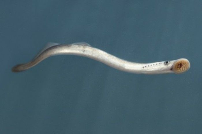 人类是真的经过设计的吗,大胆的推测