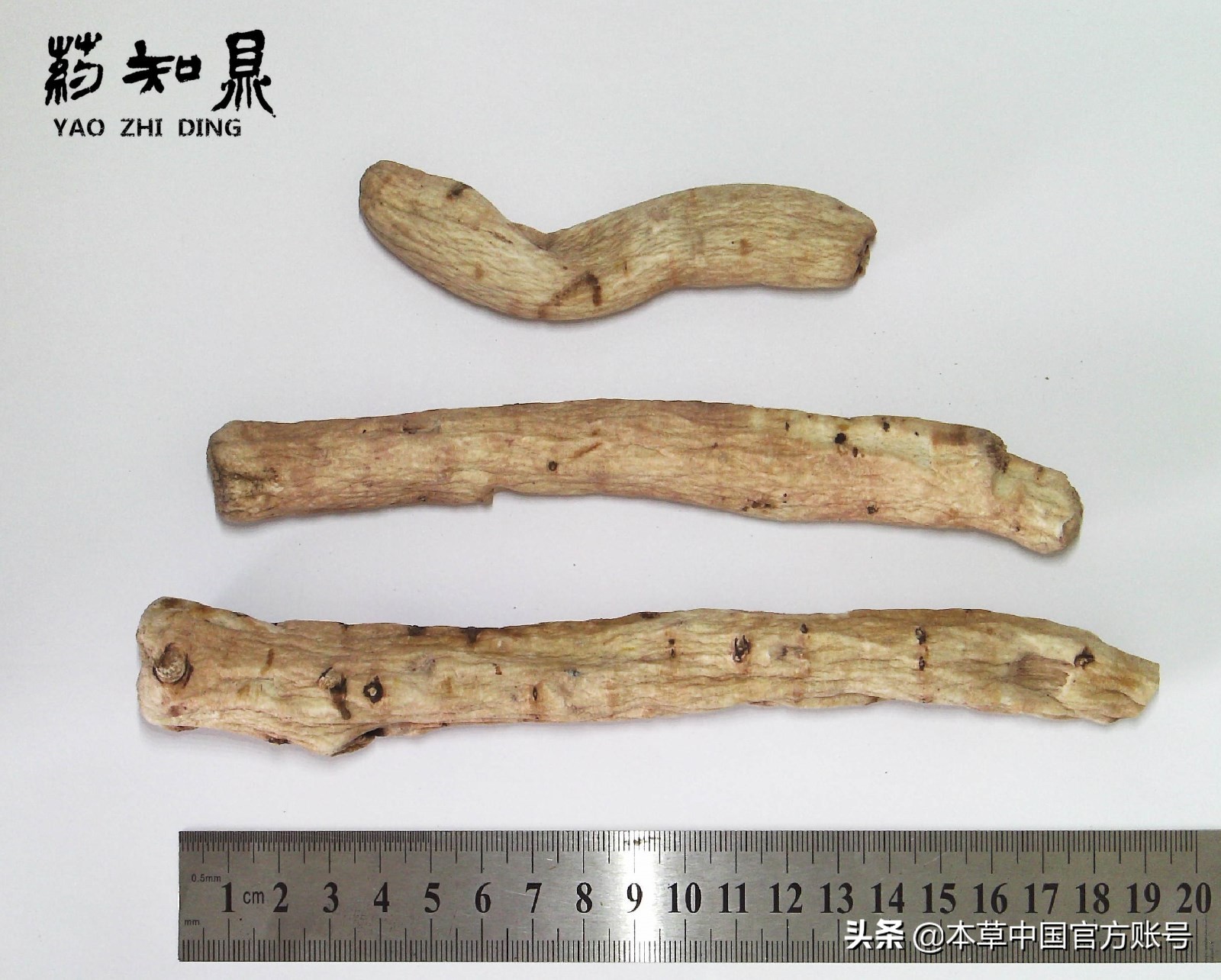 【本草百科·药知鼎——白芍】朵腴花硕，不止于美丽的外表